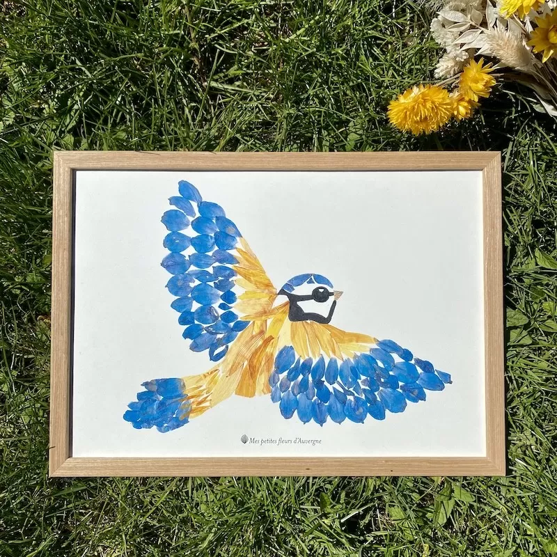 Tirage d'art / affiche / poster de l'herbier Mésange bleu en fleurs séchées d'Auvergne