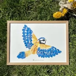 Tirage d'art / affiche / poster de l'herbier Mésange bleu en fleurs séchées d'Auvergne