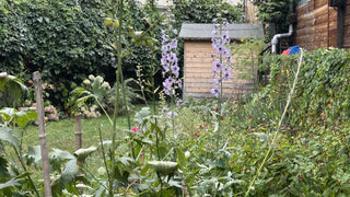 Comment garder son jardin en bonne santé pendant une canicule ?