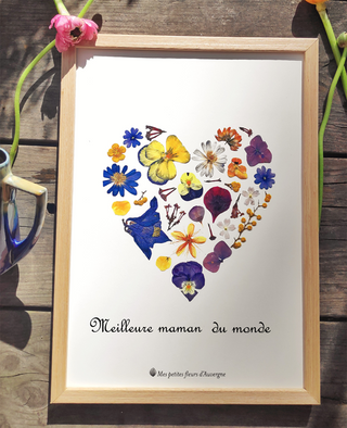 Tirage d'art / affiche personnalisable de l'herbier coeur jaune et violet en fleurs séchées d'Auvergne  - 4