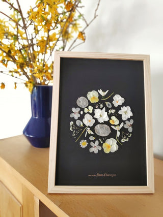 Tableau herbier représentant la pleine lune en fleurs blanches cueillies en Auvergne - 3 - cadre fleurs