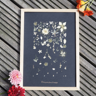 Tableau herbier pluie d'étoiles en fleurs blanches séchées d'Auvergne sur fond noir - cadre fleurs