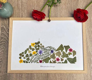 Herbier A4 Puy-de-Dôme végétal fleuri  - 4 - cadre fleurs
