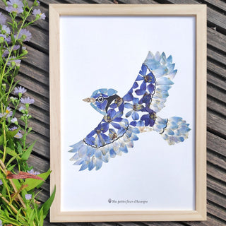 Tableau herbier du geai bleu  en fleurs d'Auvergne - cadre fleurs