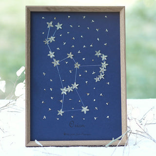 Tableau Herbier avec la constellation du zodiaque Orion en petites fleurs blanches sur fond bleu - cadre fleurs