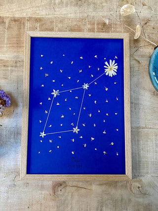 Tableau Herbier avec la constellation du zodiaque en petites fleurs blanches sur fond bleu - cadre fleurs
