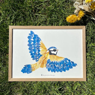 Tirage d'art / affiche / poster de l'herbier Mésange bleu en fleurs séchées d'Auvergne