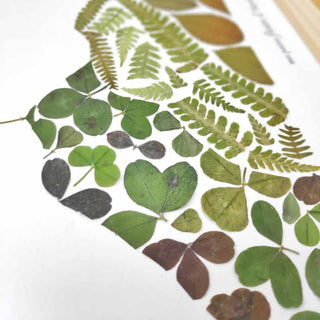 Tableau Herbier végétal A4 du Puy-de-Dôme avec feuilles vertes, représentant la flore locale du massif central.
