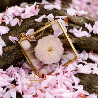 Mini cadre herbier en fleurs de cerisier japonais rose entre deux verre doré - cadre fleurs