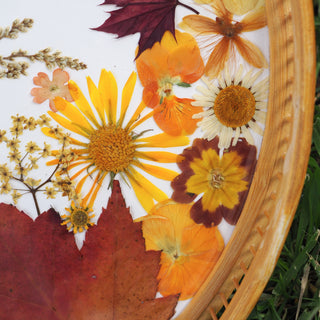 Plateau herbier aux couleurs de l'automne, dans les tons marron, orange et jaune, en fleurs d'Auvergne.