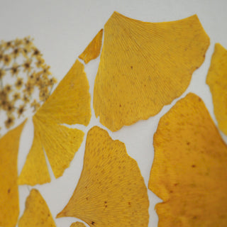 Tableau herbier Puy-de-Dôme feuilles de ginkgo