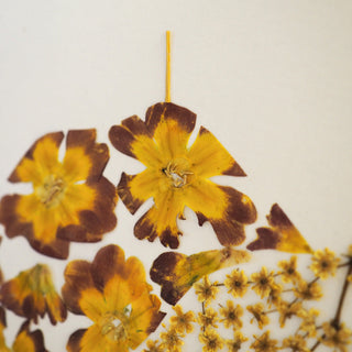 Tableau herbier Puy-de-Dôme en vraies fleurs d'Auvergne