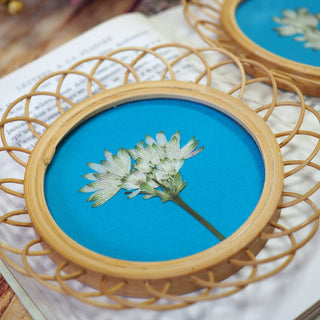 sous-verre rotin upcyclé en mini-herbier en fleurs d'astrance blanche