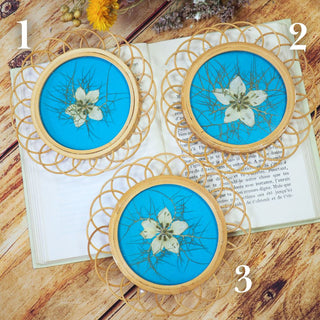 sous-verre rotin upcyclé en mini-herbier en fleurs de nigelle de damas
