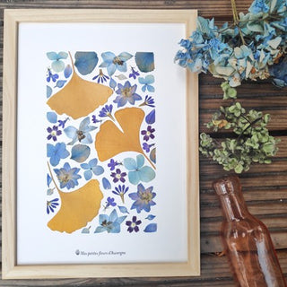 Tableau Herbier avec des feuilles de Ginkgo biloba et fleurs bleues d'Auvergne - cadre fleurs