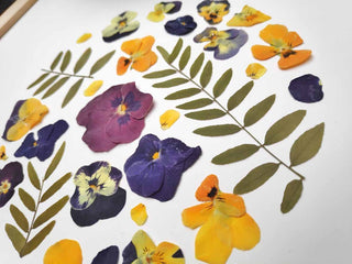 Tableau herbier ronde de pensées  en fleurs et feuilles cueillies en Auvergne - cadre fleurs
