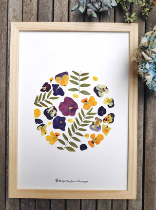 Tableau herbier ronde de pensées  en fleurs jaunes et violet et feuilles cueillies en Auvergne - cadre fleurs