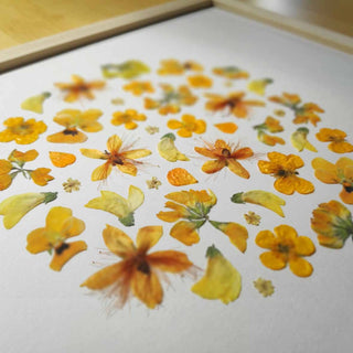 Tableau Herbier rond jaune en fleurs d'Auvergne pour ensoleiller votre intérieur