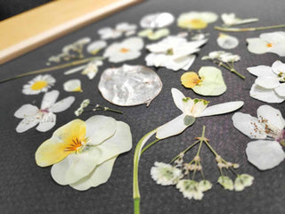 Tableau herbier représentant la pleine lune en fleurs blanches cueillies en Auvergne - 2 - cadre fleurs