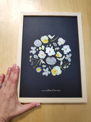 Tableau herbier représentant la pleine lune en fleurs blanches cueillies en Auvergne - cadre fleurs