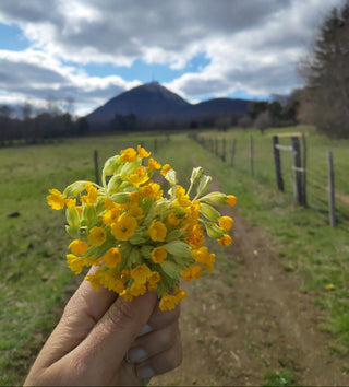 Mes petites fleurs d'Auvergne - création d'herbiers et bijoux en vraies fleurs D'Auvergne