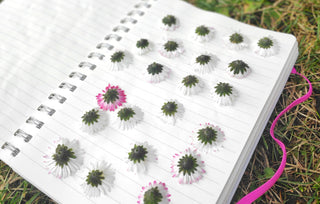 La lettre fleurie - Newsletter de Mes petites fleurs d'Auvergne