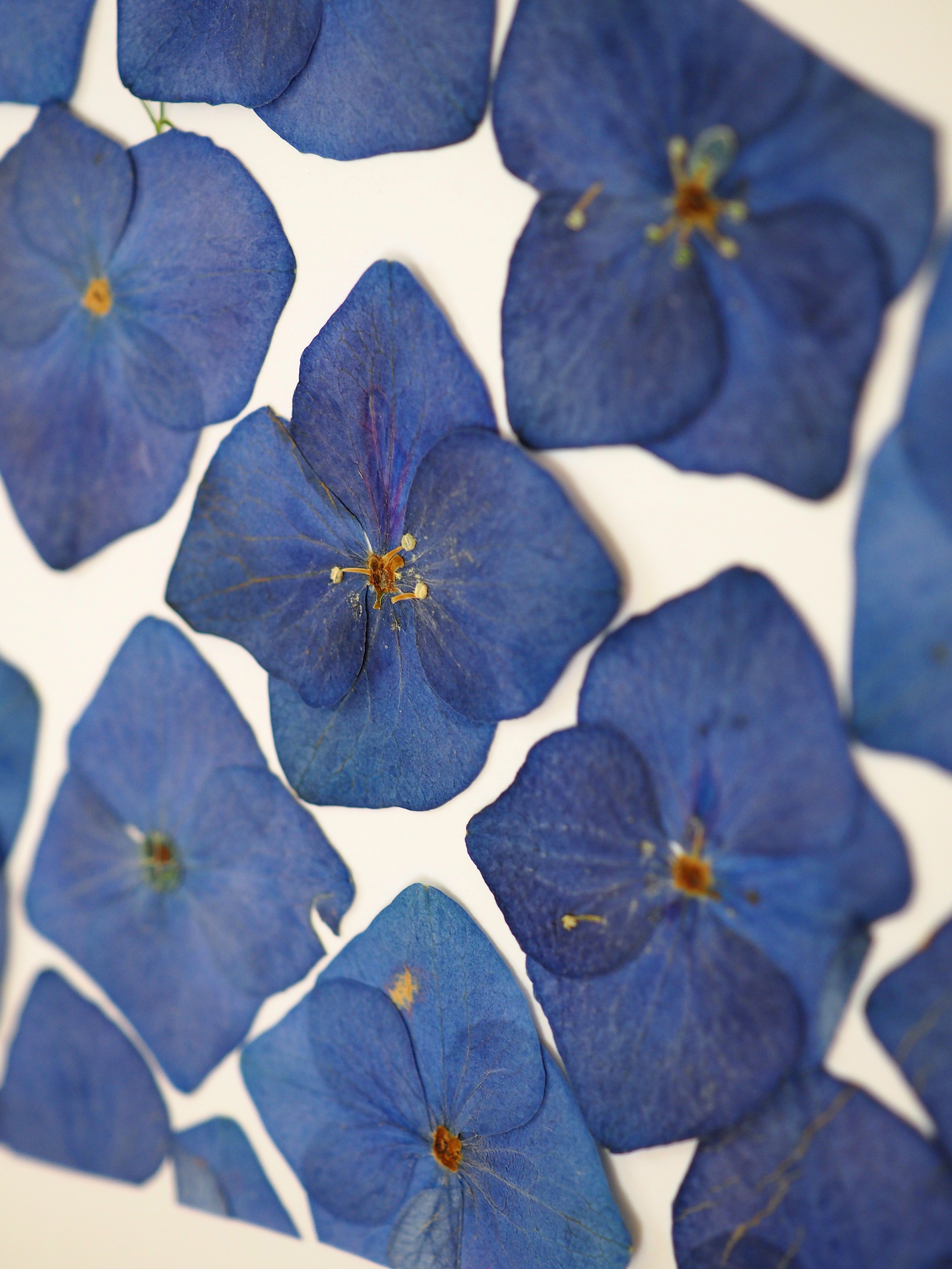 Tableau herbier en fleurs d'hortensia upcycling de bouquet de mariée
