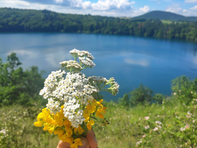 Fleurs séchées Auvergne