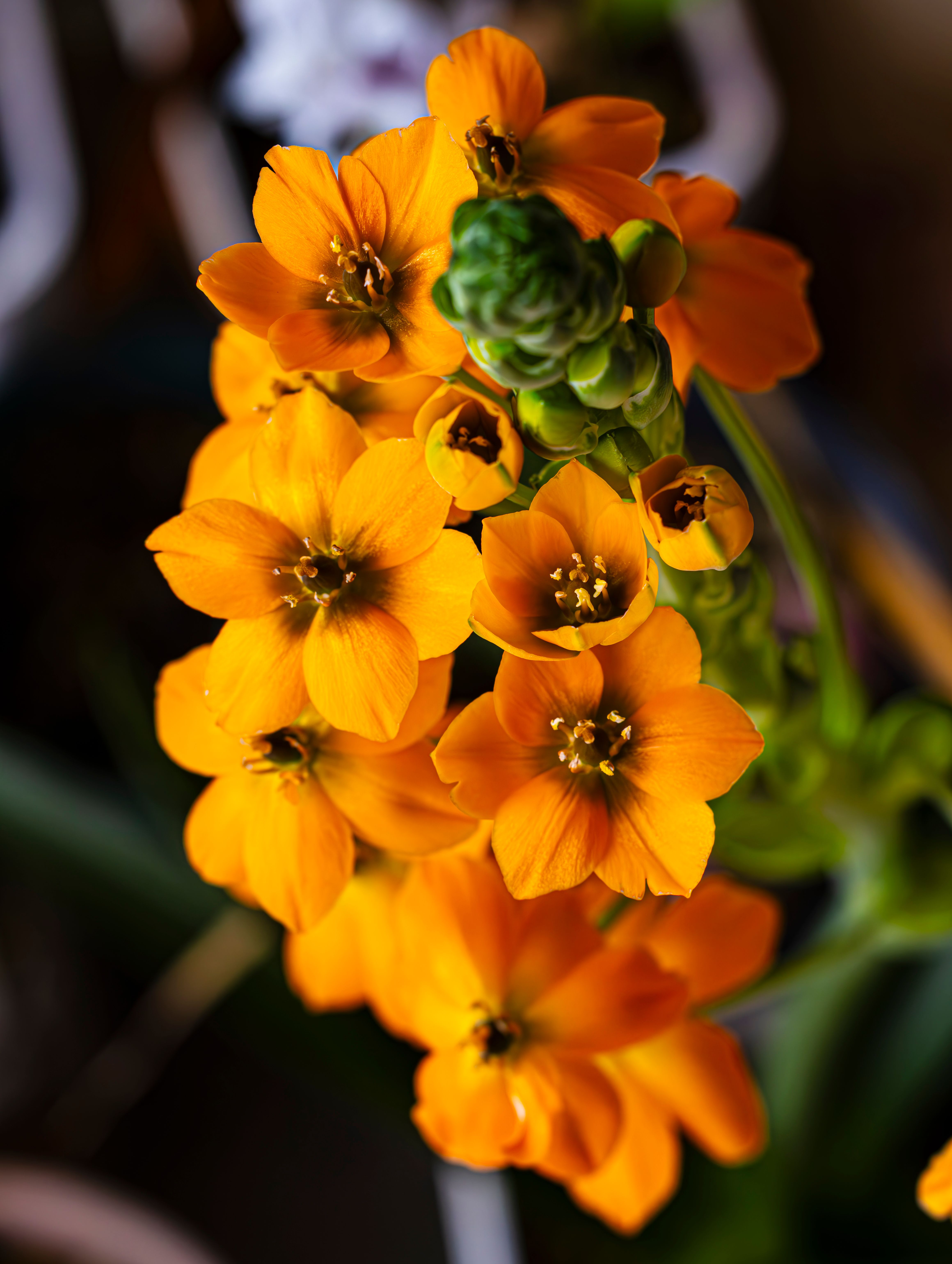 ornithogalum bouquet de mariée