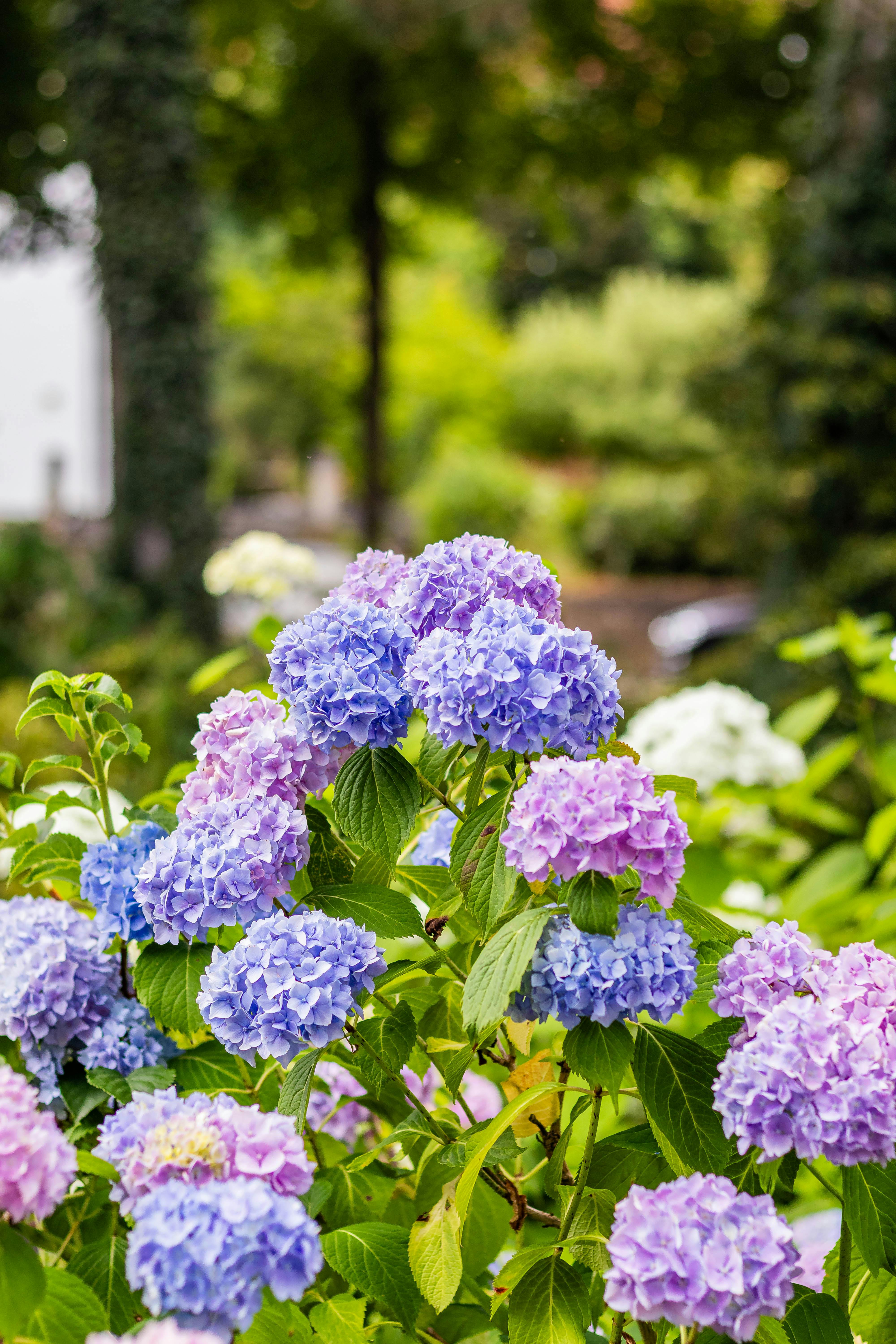 bouquet d'hortensia bouquet de mariée conservation